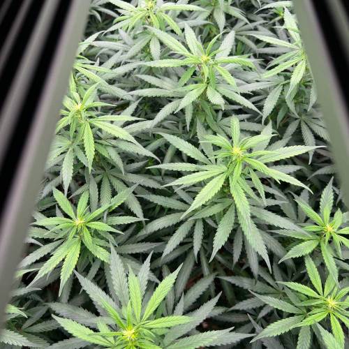 The chronicle of Lebron Haze . Week 1