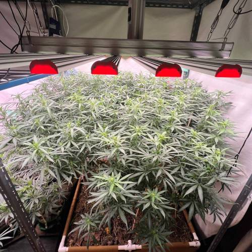 The chronicle of Lebron Haze . Week 1