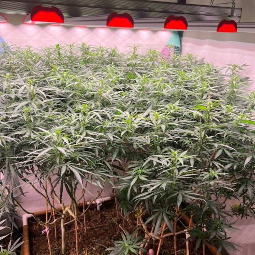 The chronicle of Lebron Haze . Week 1