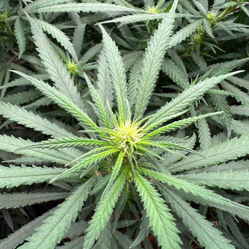 The chronicle of Lebron Haze . Week 2 - The haze pheno that I like