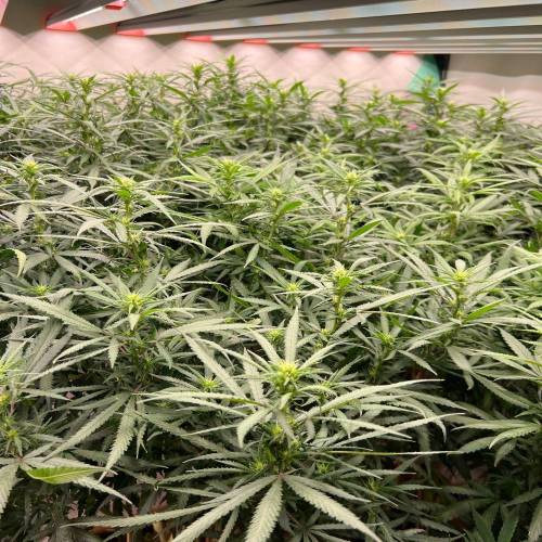 The chronicle of Lebron Haze . Week 2 - Doing well on week 2