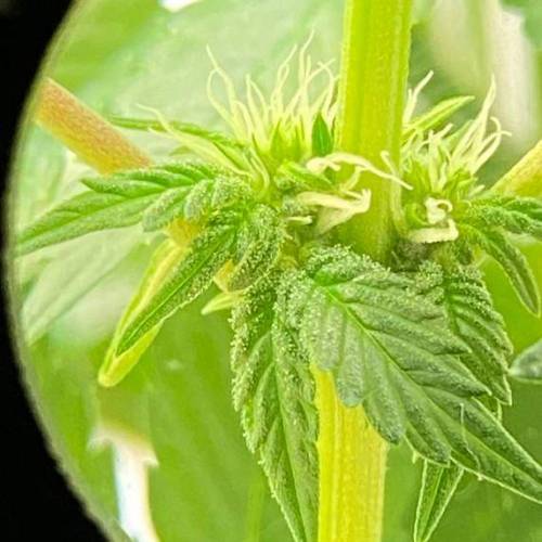  Bruce Banner Auto Indica - NeerlandSeed. Week 8 - day 13 - monthly 11