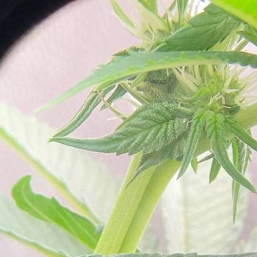  Bruce Banner Auto Indica - NeerlandSeed. Week 8 - day 13 - monthly 11