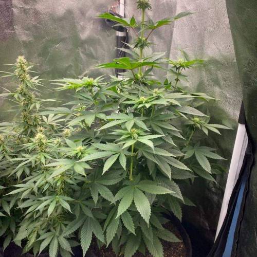  Bruce Banner Auto Indica - NeerlandSeed. Week 8 - day 13 - monthly 11