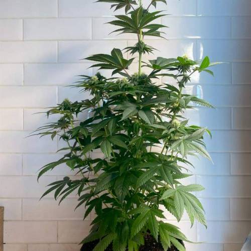  Bruce Banner Auto Indica - NeerlandSeed. Week 9 - day 18 - monthly 11