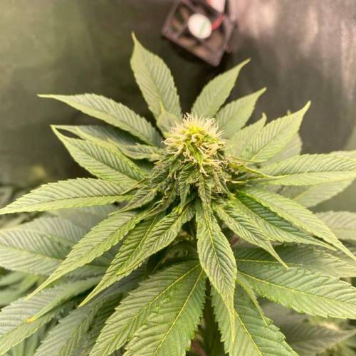  Bruce Banner Auto Indica - NeerlandSeed. Week 9 - day 19 - monthly 11