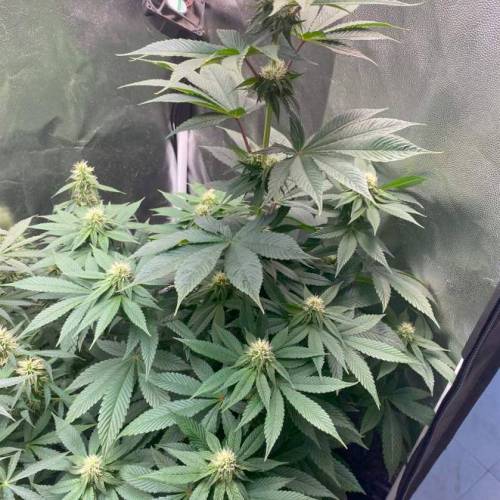  Bruce Banner Auto Indica - NeerlandSeed. Week 9 - day 19 - monthly 11