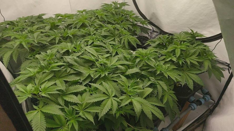 White Inferno. Week 5