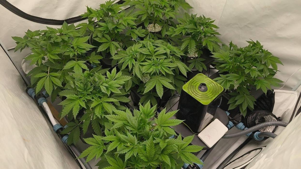 White Inferni (beleaf). Week 3 - 300Wat