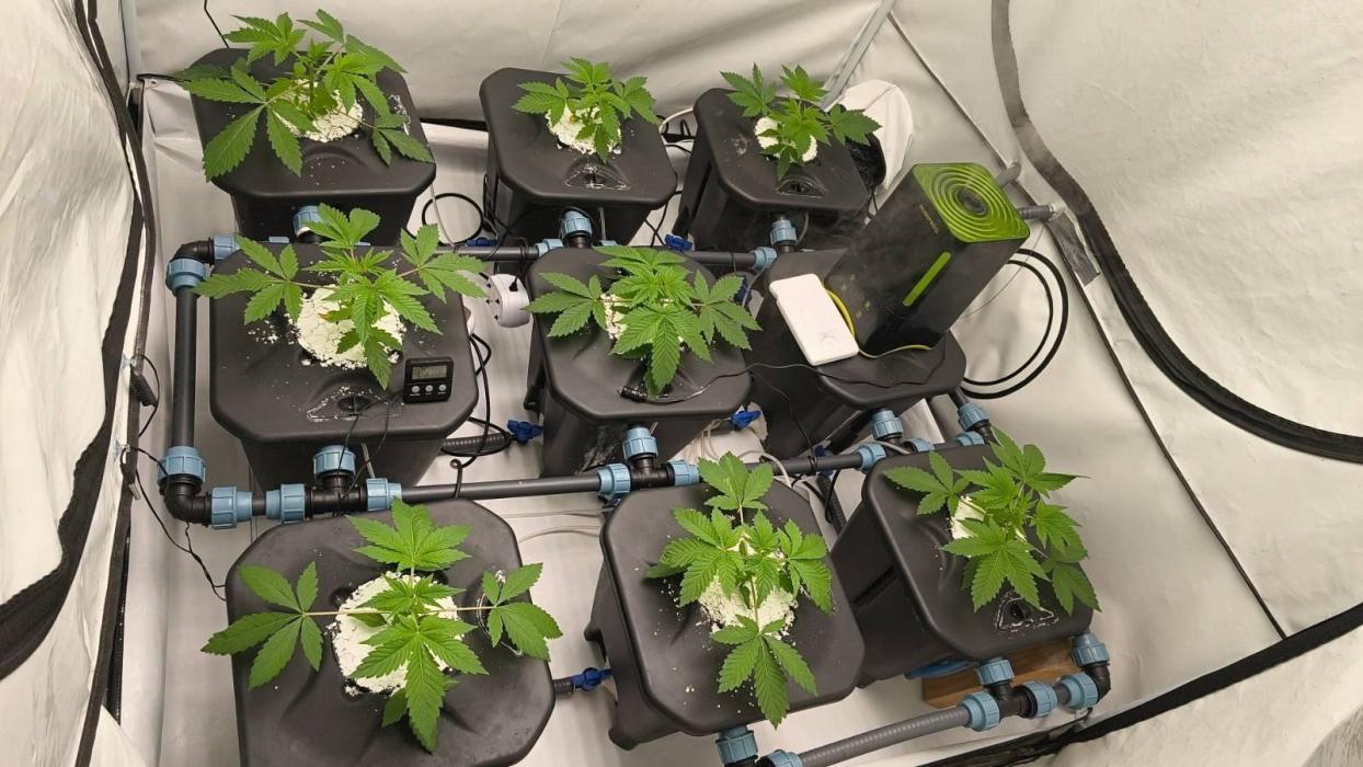 White Inferni (beleaf). Week 2 - 120Wat