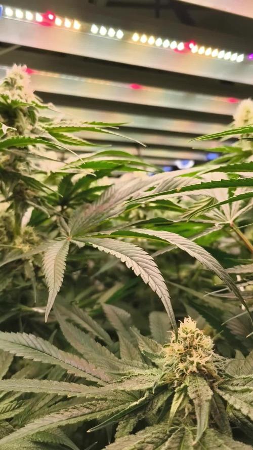 White Inferni (beleaf)