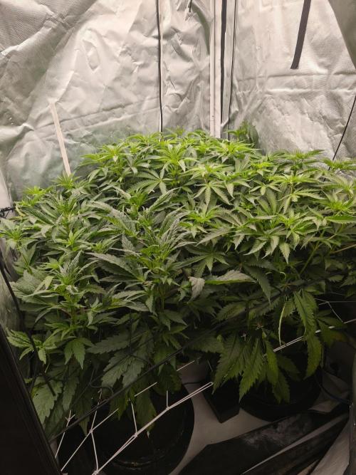 Chimera 3 S1. Week 1