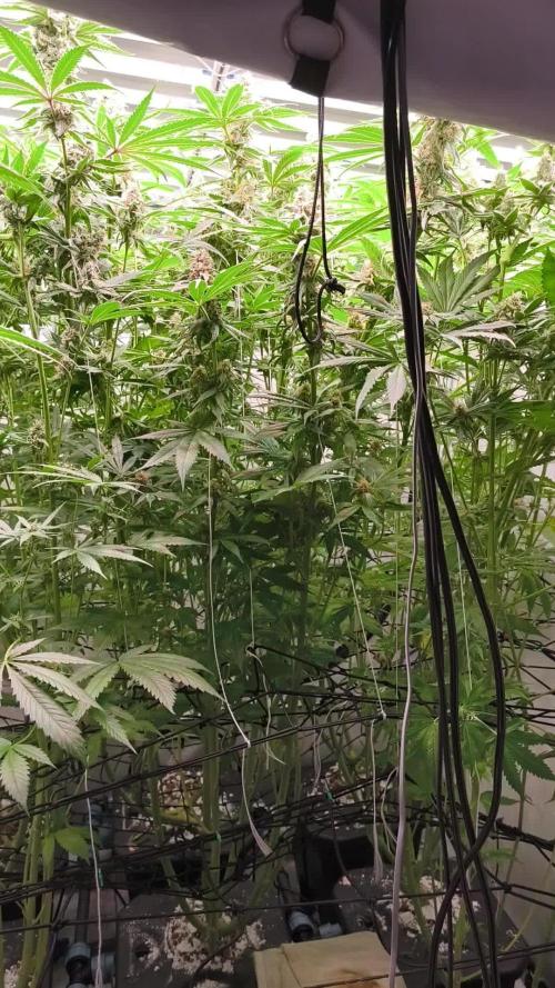 White Inferni (beleaf)