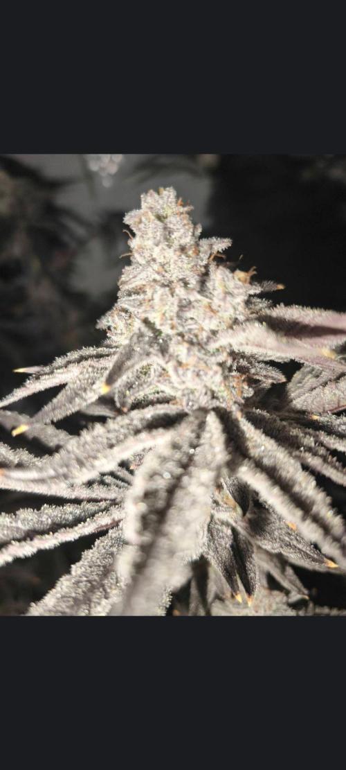 Oreoz big. Week 27