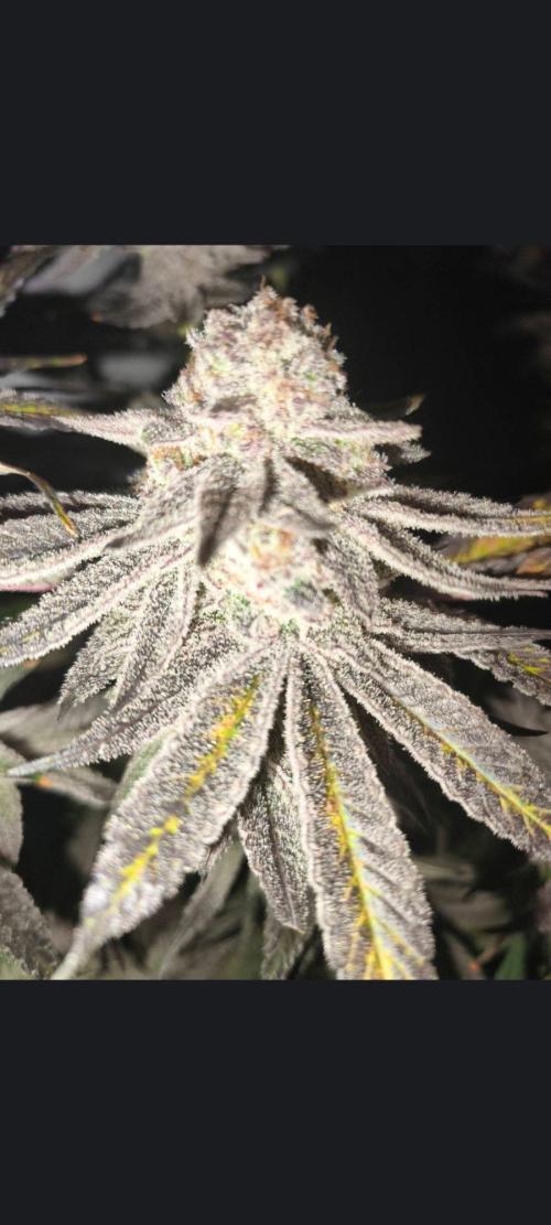 Oreoz big. Week 27