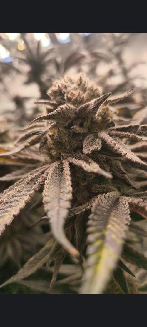 Oreoz big. Week 27