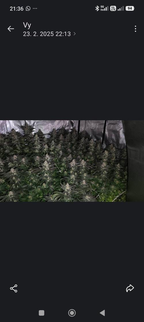 Oreoz big. Week 30