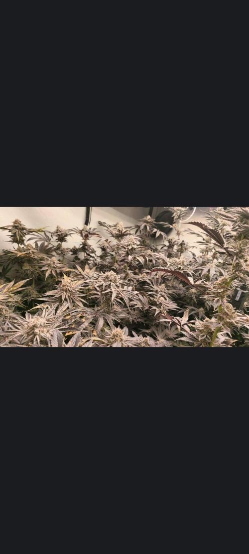 Gusherz gelato. Week 30