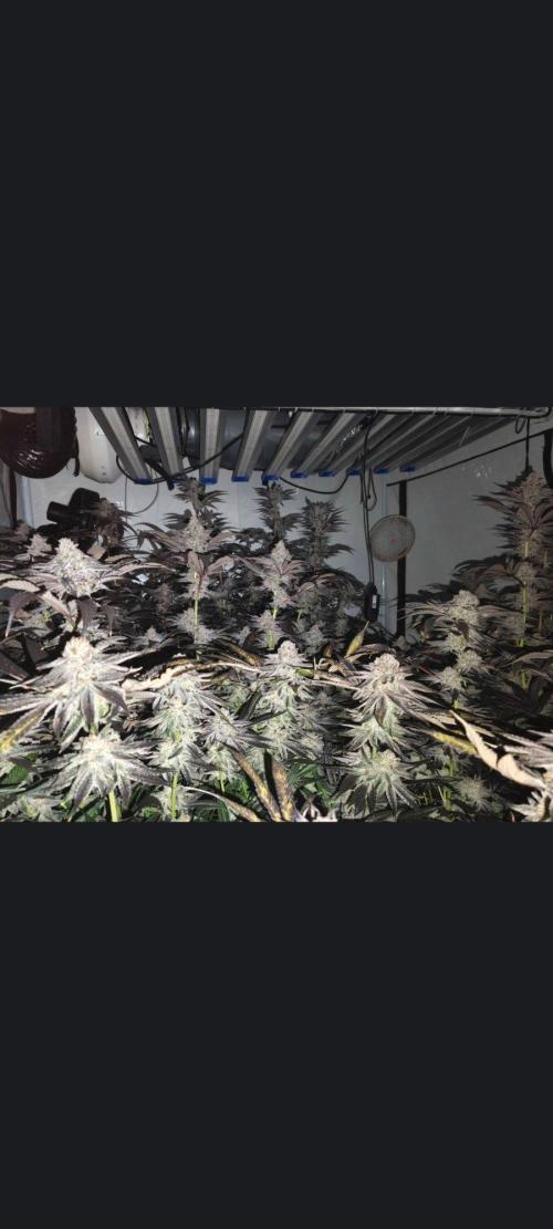 Gusherz gelato. Week 30