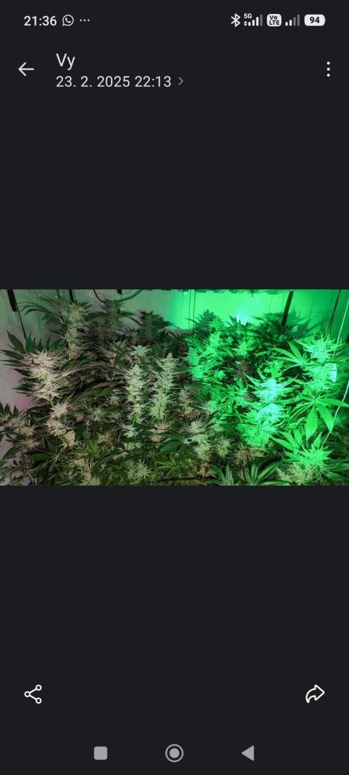 Gusherz gelato. Week 30