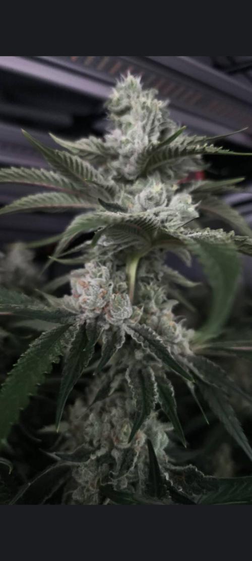 Gusherz gelato. Week 30
