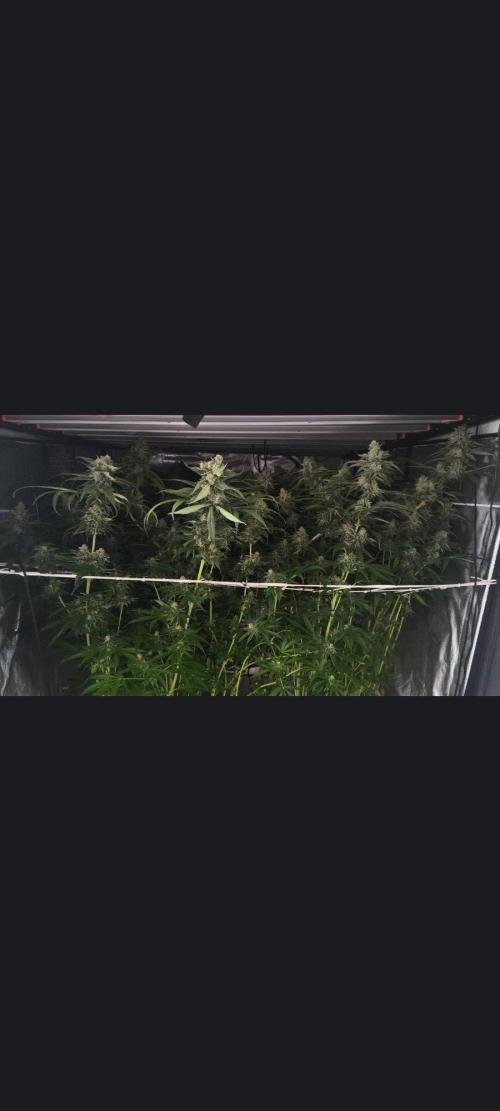 Gusherz gelato. Week 30