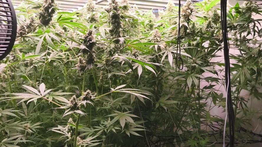 White Inferni (beleaf)