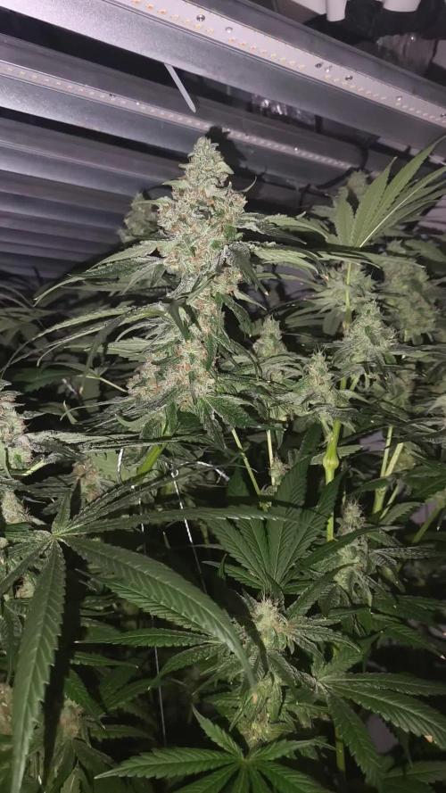 White Inferni (beleaf)