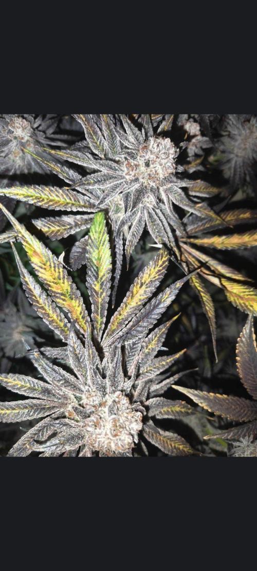 Gusherz gelato. Week 31