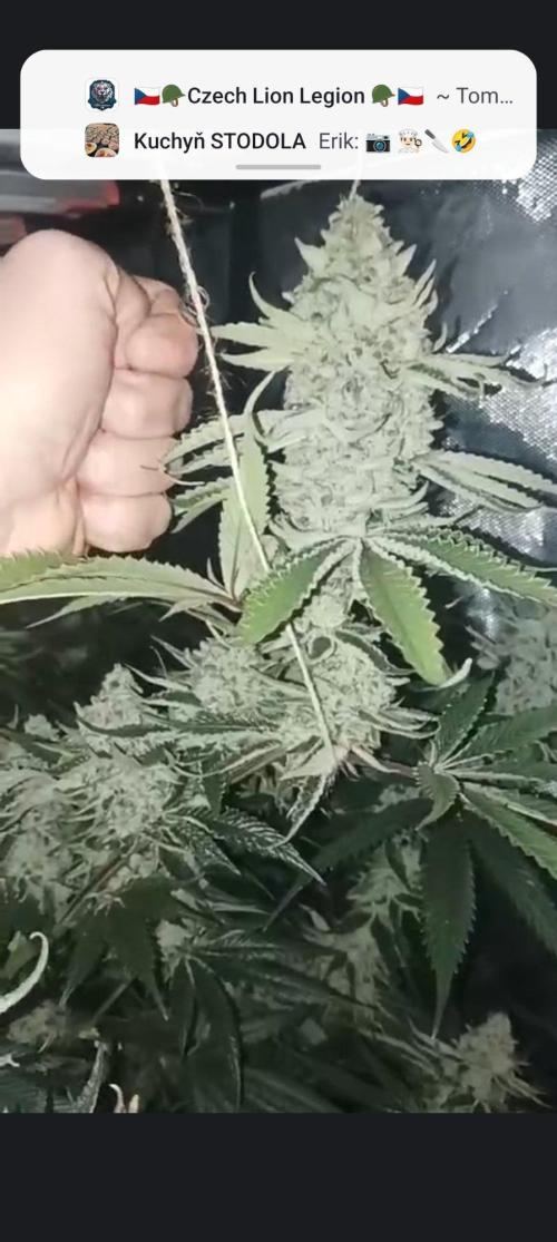Junglato. Week 29