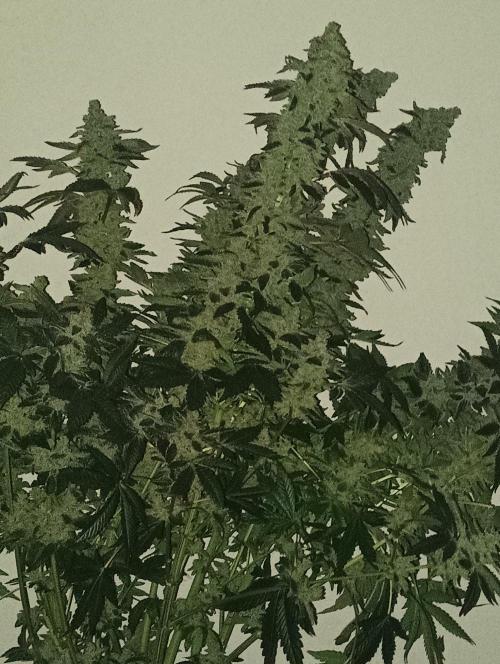 Junglato. Week 29