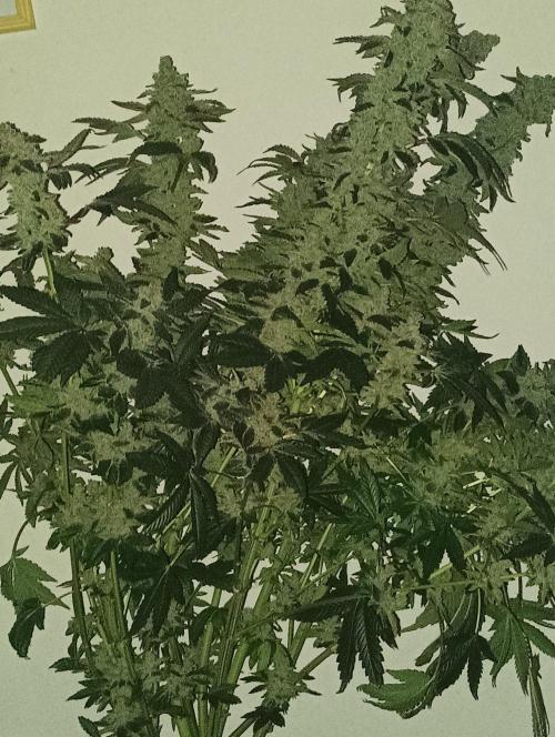 Junglato. Week 29