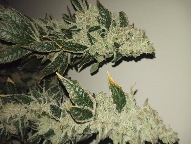 Junglato. Week 29