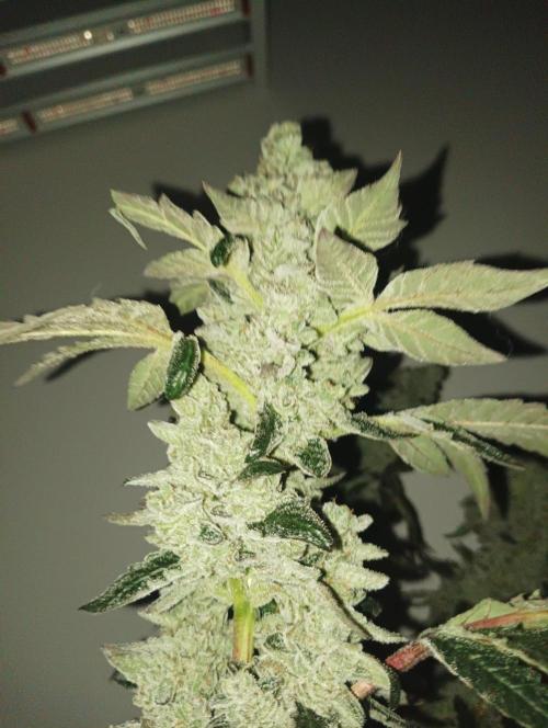 Junglato. Week 29
