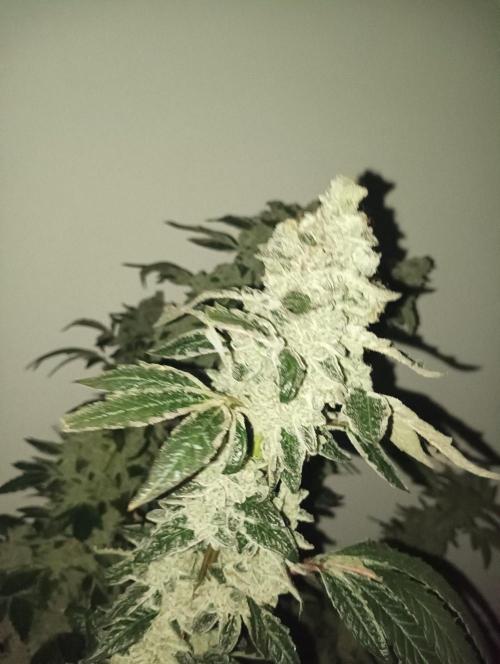 Junglato. Week 29