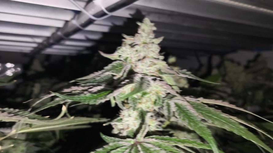 White Inferni (beleaf)