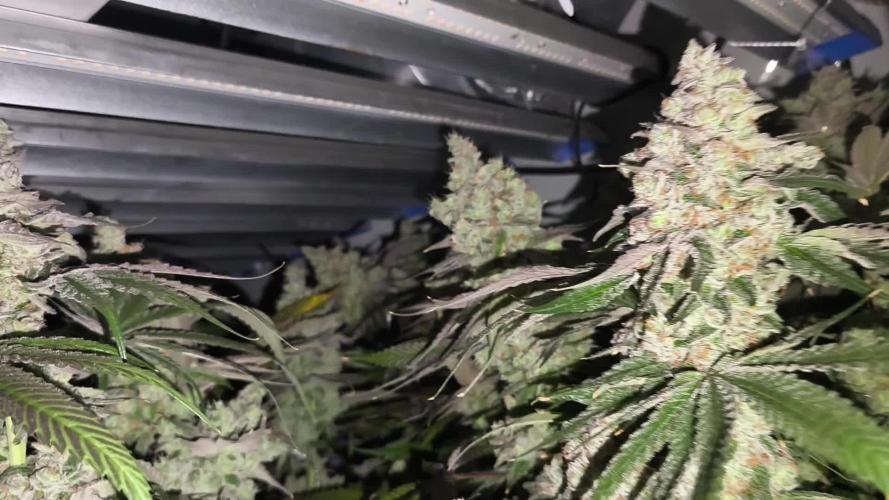 White Inferni (beleaf)