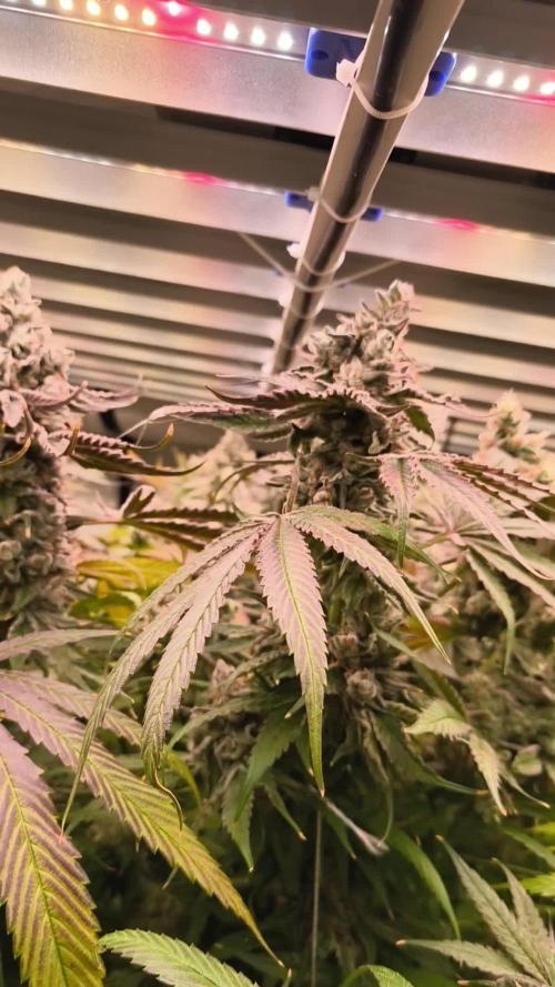 White Inferni (beleaf)
