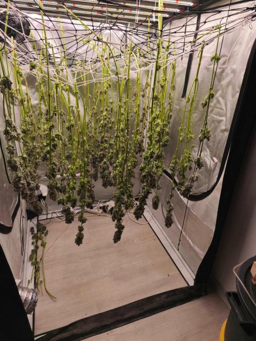chimera#3 x BX1. Week 9 - jj