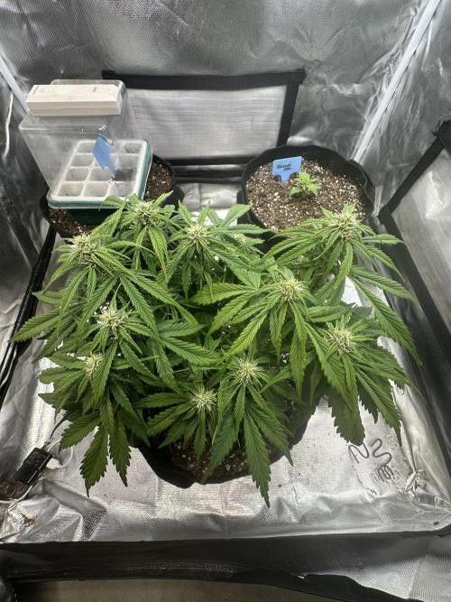 Blimburn Tangie Automatic. Week 8