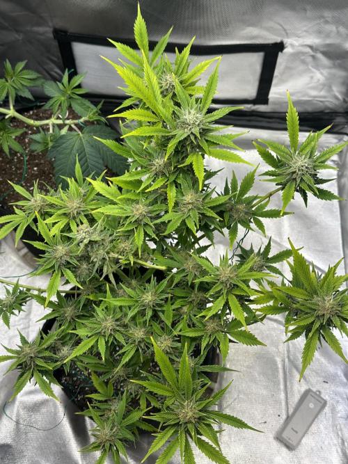 Am I Dreaming?. Week 10