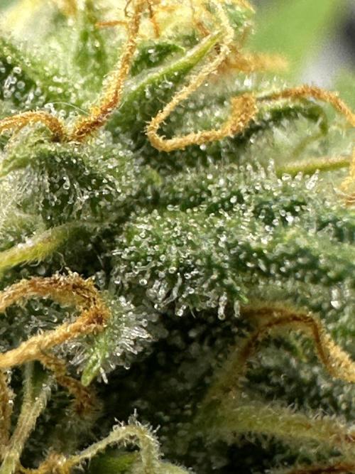 Am I Dreaming?. Week 10