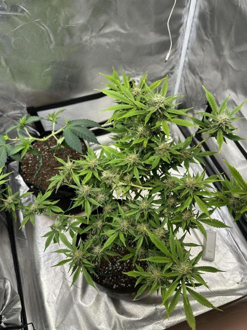 Am I Dreaming?. Week 10