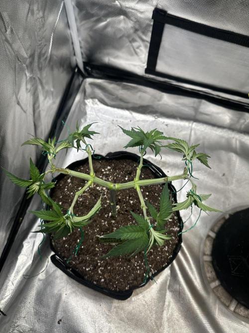 Permanent Marker. Week 7