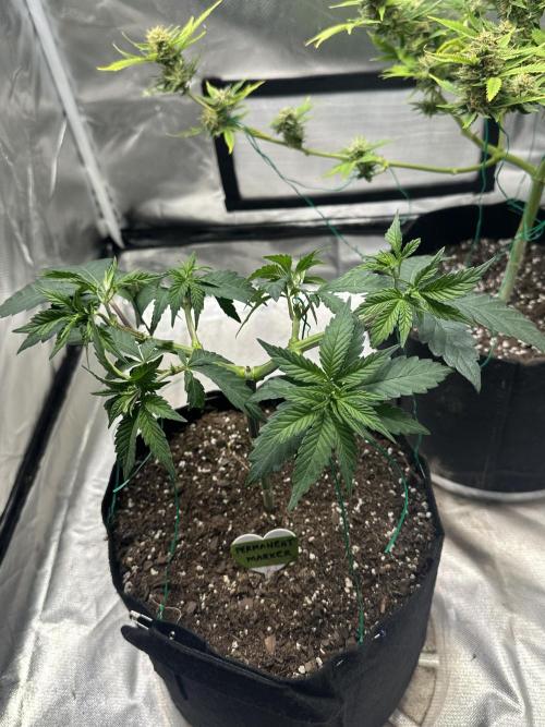 Permanent Marker. Week 7