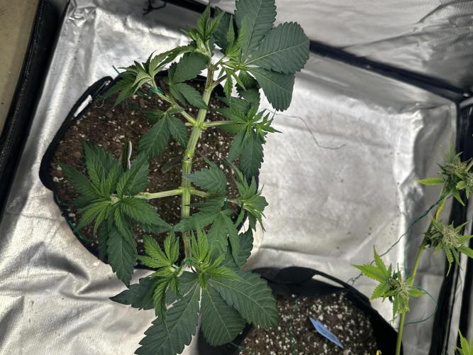 Permanent Marker. Week 7