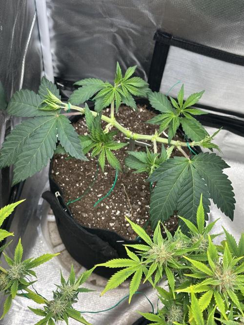 Permanent Marker. Week 7