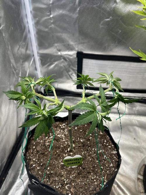 Permanent Marker. Week 7