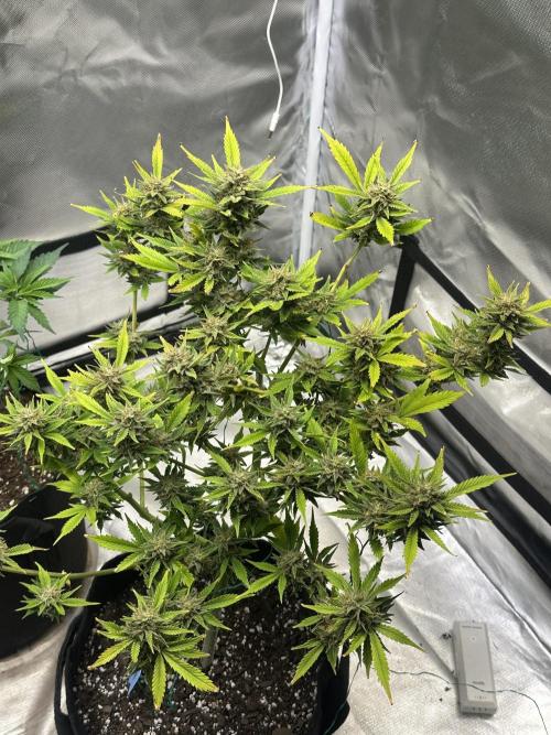 Am I Dreaming?. Week 11