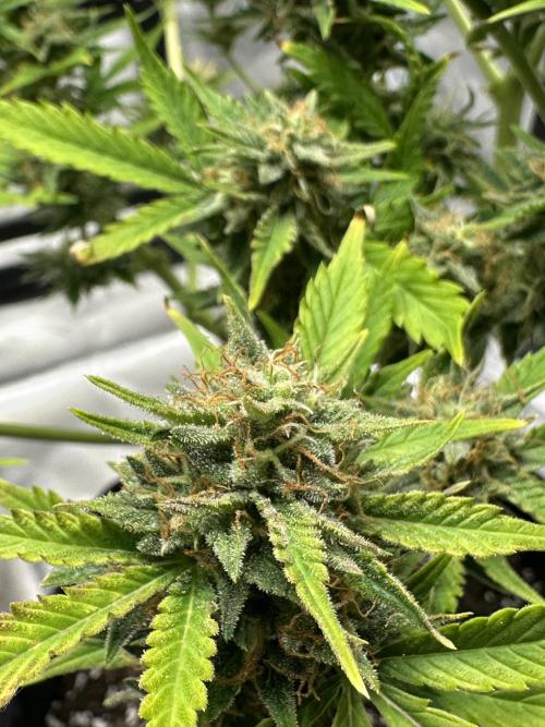 Am I Dreaming?. Week 11